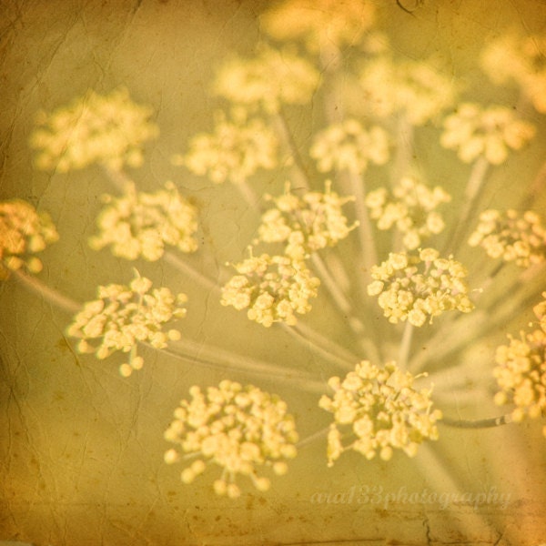 Nature Photography - yellow wall art - botanical flower photo print - 5x5 inch Honey Gold Mustard Yellow Print - Forever and an Autumn Day