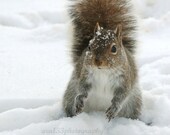 Squirrel, Nature Photography, Cute Animal Photograph, Winter Picture, 5x5 inch Photo Print -Making Snowballs