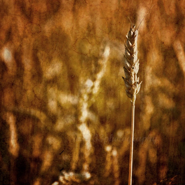 Rustic Wheat Photography, Nature Photograph, Minimalist, Brown, Amber, Gold - 5x5 inch Print -Standing Tall