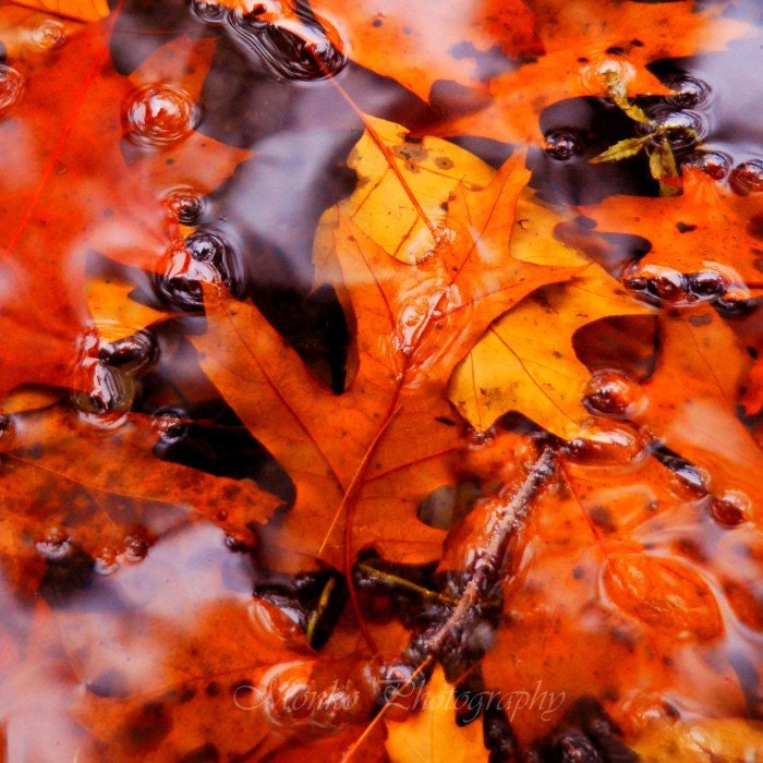 50% OFF SALE- Bright Fall Leaves Photography, Nature Photograph, Forest Stream, Autumn, Orange, Rust, Brown - 5x5 inch Print - Autumn Leaves