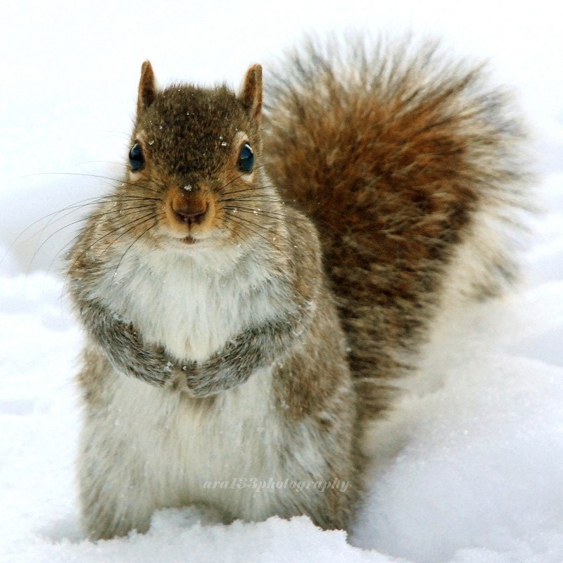 Animal Photograph, Nature Picture, Winter, Squirrel, Grey, Brown, White, Snow, Woodland, Cute  - 5x5 inch Print - You Talkin to Me