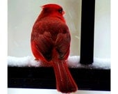 Red Home Decor , Bird Photograph, Animal Photography,  5x5 inch Photograph of a Red Male Cardinal