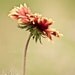 Flower Photograph, Nature Picture, Peach, Pink, Green, Tan, Petals, Botanical, Inspirational - 5x7 inch Print-Rise Up