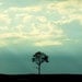 Landscape Photography, Nature Picture, Teal, Blue, Sky, Clouds, Minimal, Tree,  5x7 inch Photo - One Tree
