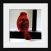 Nature Photography, Red, Black, White, Cardinal, Bird Photo, Portrait, Animal Picture - 8x8 inch Print- Cardinal in the Snow