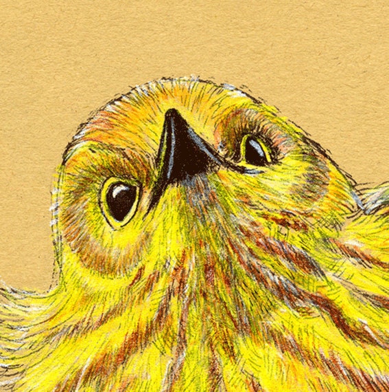 Yellow Warbler Greeting Card