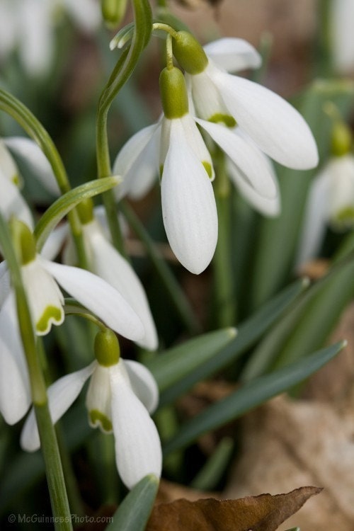 Snowdrops - 5x7 Photograph