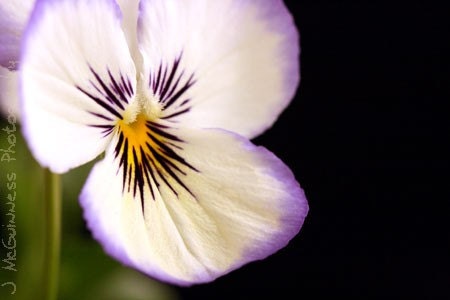 Petite Viola - Photo Greeting Card