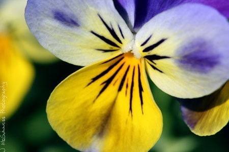 Pretty Viola - Photo Greeting Card