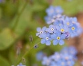 Forget Me Not- Photo Greeting Card