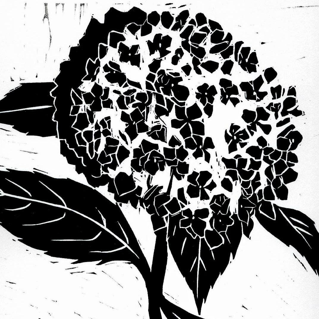 Single Black Hydrangea - Editioned Woodcut