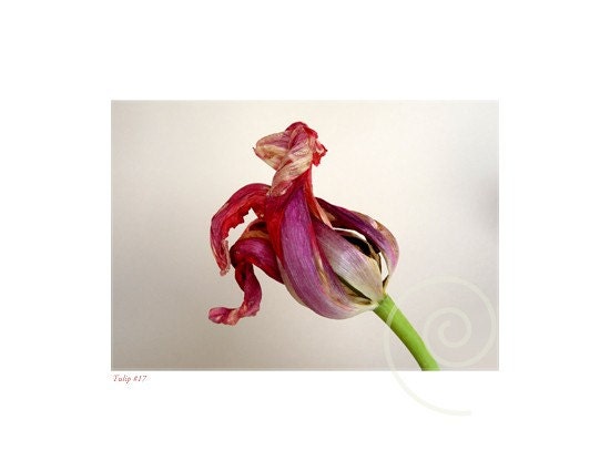Tulip Art Photography Botanical No.17 Red Crimson Original