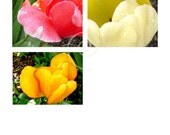 Spring Tulips Botanical Print: Art Photography Red Yellow