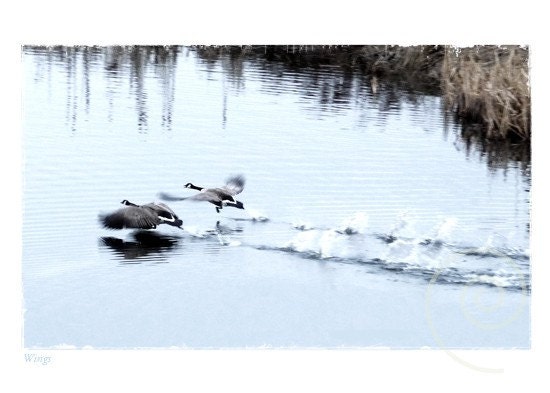 Wildlife Photography: Canada Geese Fine Art Print Original