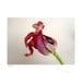 Tulip Art Photography Botanical No.17 Red Crimson Original