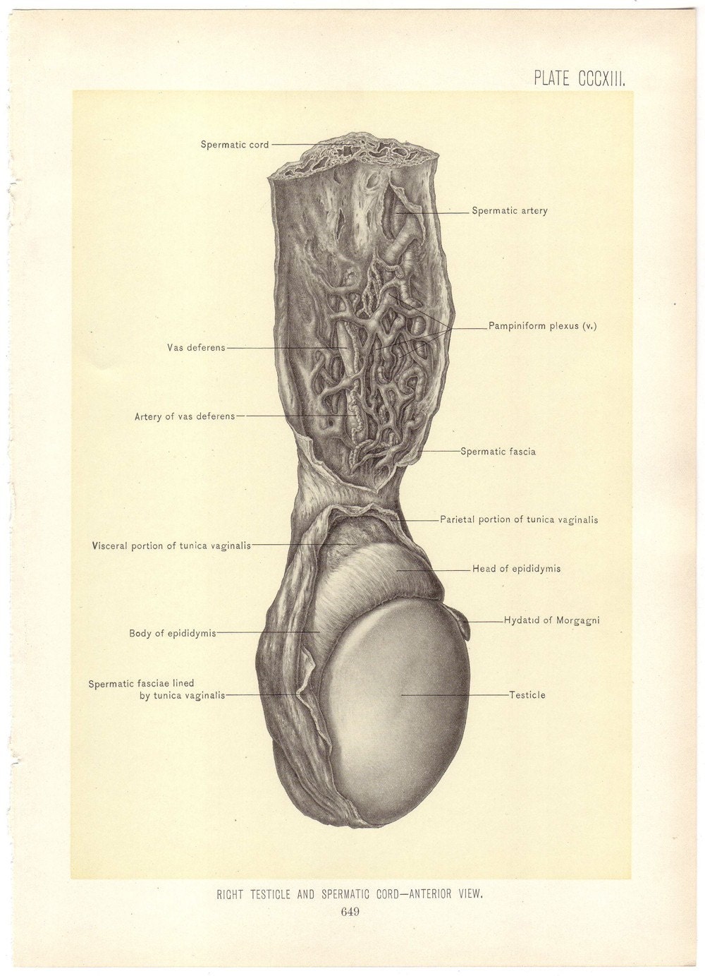 Testicle Illustration