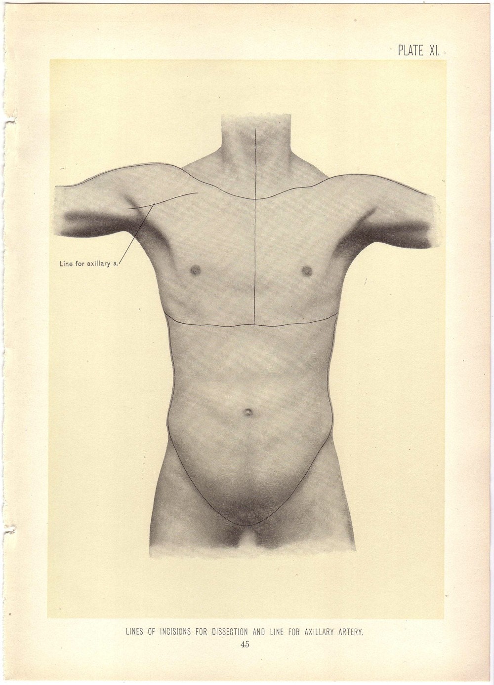 Anatomical Torso