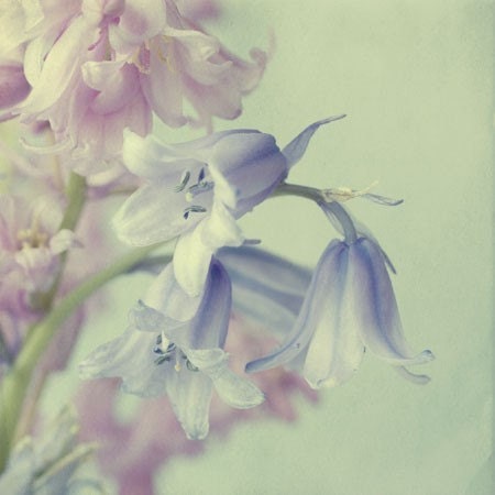 Blue Flower Photograph,  Soft Focus, Shabby Chic Wall Decor, Cottage Style, Flower  Still Life Photography