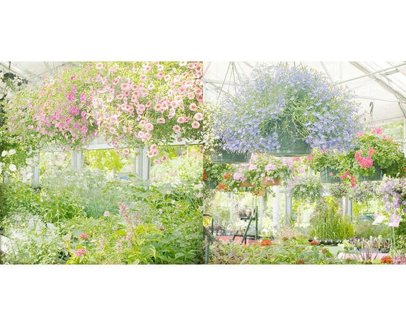Impressionist Flower Photographs, Floral Art  Prints,, Soft Focus Garden Landscape, Shabby Chic Wall Decor