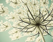 Queen Anne's Lace Photograph, Shabby Chic Pastel  Flower Photography, White  Turquoise Wall Decor, Nature Photography, Still Life