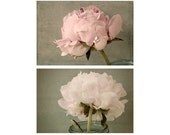 Two Peony Floral Art Prints, Still Life  Photographs, Shabby Chic Wall Decor, French Country Home Decor, Flower Photos