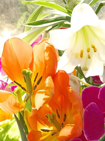 Tulip and Lily Photo Card, Easter Card, Blank Card, Floral Art Card, Orange, White
