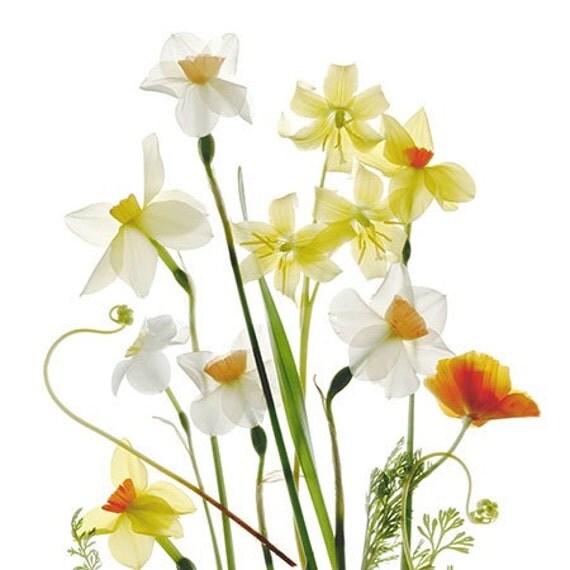 Daffodils Botanical Print, Flower Photograph, Title Spring Garden, Scanned Flowers, Shabby Chic Wall Art,