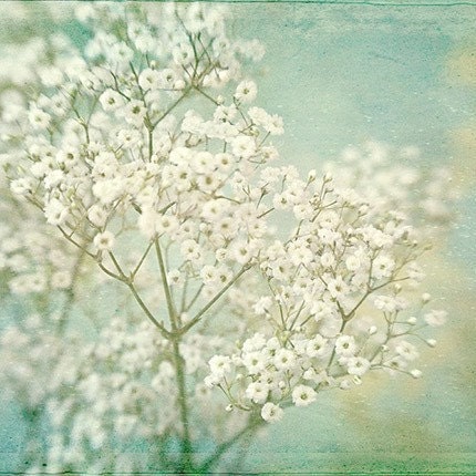 Babys Breath Photograph, Still Life Nature Print, Shabby Chic Home, Pastel, White Lace, Turquoise, French Country Wall Decor