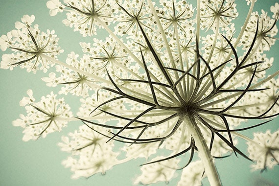 Queen Anne's Lace Photograph, Shabby Chic Pastel  Flower Photography, White  Turquoise Wall Decor, Nature Photography, Still Life