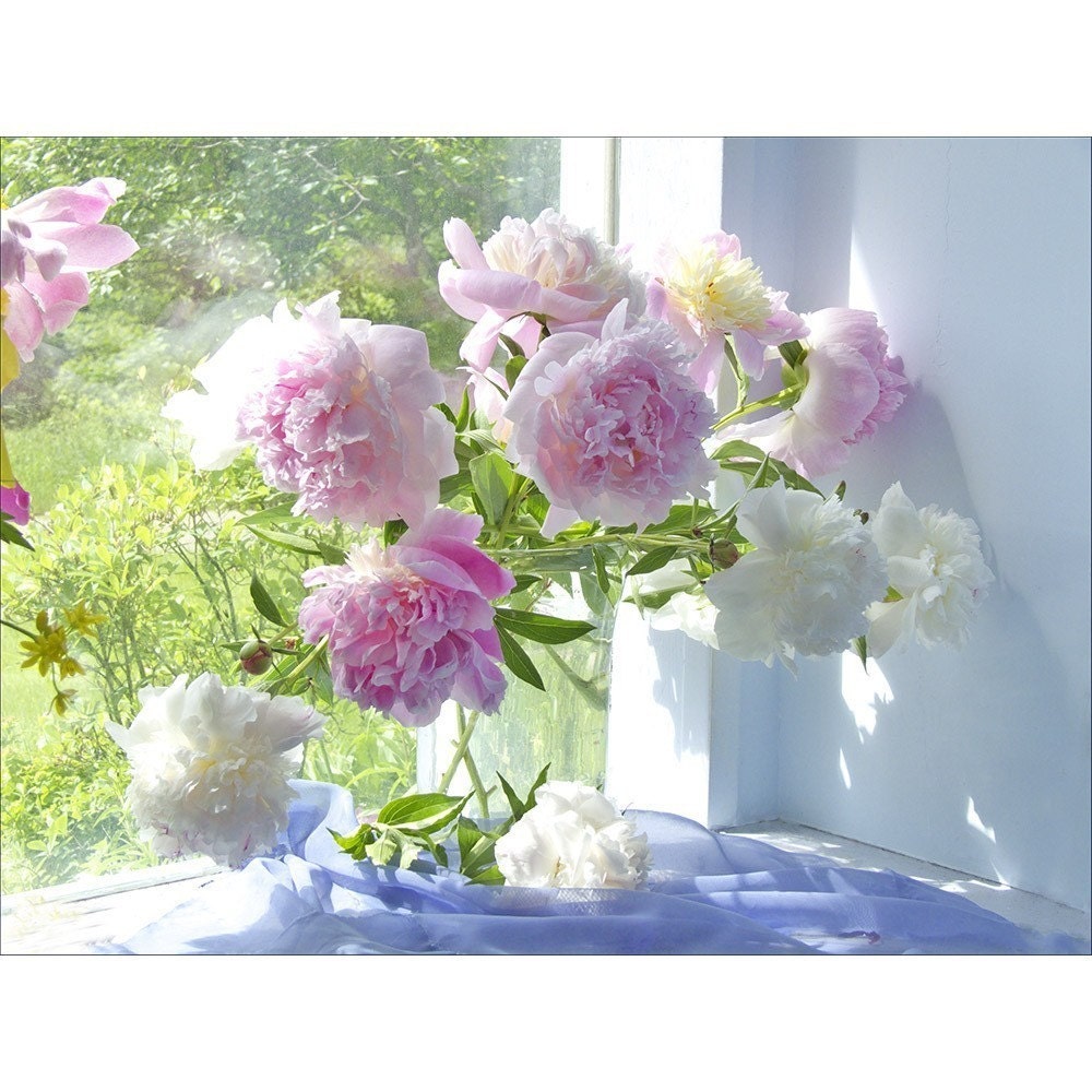 Peony Photograph, Sunlit  Bouquet Still Life, , Floral Art Print, Shabby Chic Flower Wall Decor