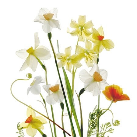 Daffodils Botanical Print, Flower Photograph, Title Spring Garden, Scanned Flowers, Shabby Chic Wall Art,