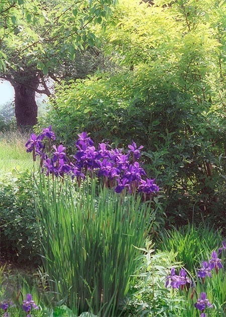 Purple Iris Garden Photograph, Flower Garden Landscape, Wall Decor