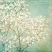 Babys Breath Photograph, Still Life Nature Print, Shabby Chic Home, Pastel, White Lace, Turquoise, French Country Wall Decor