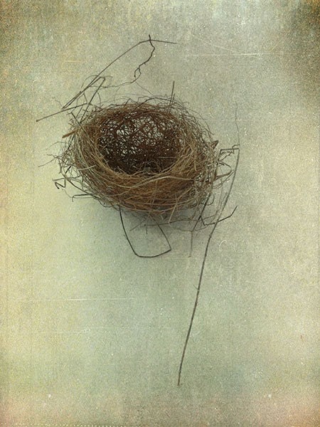 Birds Nest Photograph, Still Life Photo,  French Country,  Shabby Wall Decor, Vintage Inspired Print