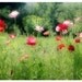 Red Poppy Field Photograph, Garden Landscape, Nature Photography, Floral Art Print,