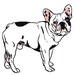 5 Letterpressed Notecards -- French Bulldog