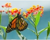 Milkweed Seeds Monarch Butterfly host plant