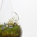 Eerie Cemetery MOSS DROP Hanging Terrarium  KIT