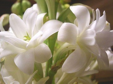 Tuberose The Pearl bulbs Polianthes tuberosa