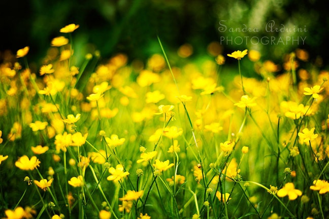 flower photo yellow bright- In The Meadow fine art photograph 7x10 photo print - sandraarduiniphoto