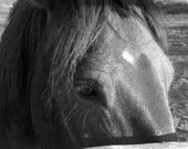 Equestrian Art Just Looking 8x10 Print (equestrian gifts)