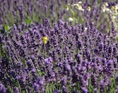 10 Organically Grown  Lavender Plants to Ship 4 weeks from order