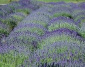 Lavender Plant Wedding Favors 100 English or French Lavender Plants