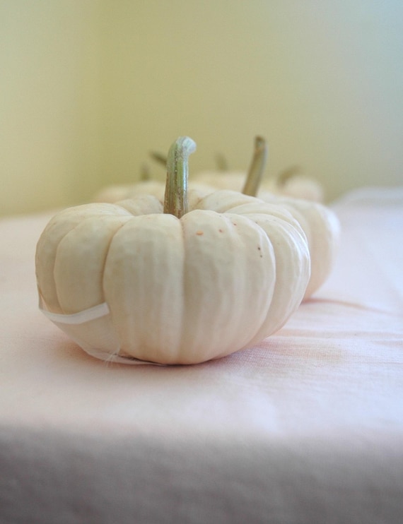 25 Mini Pumpkins