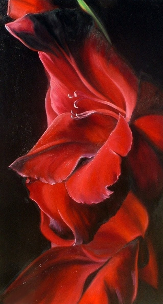 Print of floral flower stilllife 8x12 Gladiola by Kim Dow