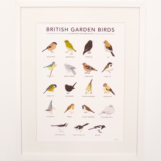 British Garden Birds print