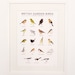 British Garden Birds print