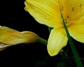 Parking Lot Flower