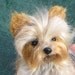 Custom 3D Pet Portrait / Your Pet in Miniature / Cute / Handmade Poseable Art Sculpture Personalized / the Perfect Gift