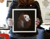 Fancy Pigeon - art print